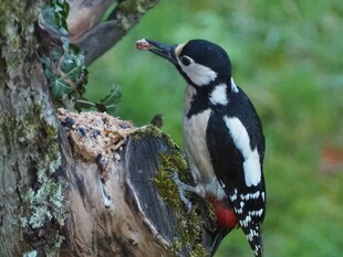 啄木鸟立于树干觅食