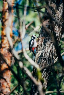 林间啄木鸟栖息于树干