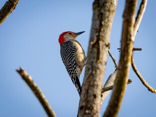 红顶啄木鸟栖息枝头