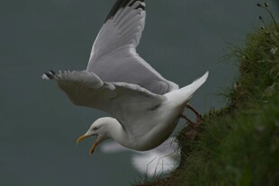 海鸥展翅于绿植旁