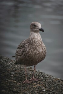 岸边站立的灰褐色海鸥