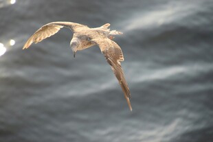 海鸥翱翔于海面之上