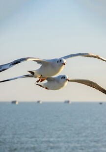 海鸥翱翔于广阔海面