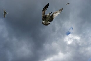 天空中翱翔的飞鸟