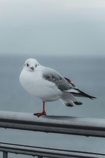 海鸥立于栏杆眺望远方