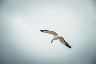 翱翔天际的飞鸟