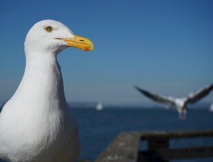 海边海鸥展翅飞翔瞬间