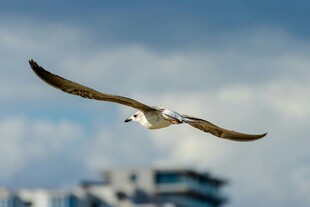 翱翔天际的海鸥