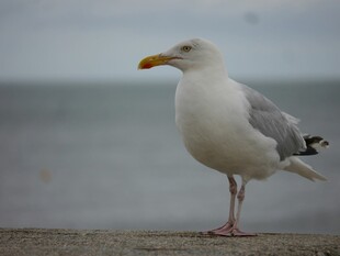 海边站立的海鸥