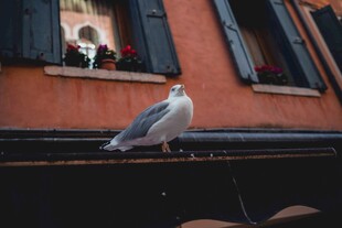 屋顶上的海鸥与窗边景象