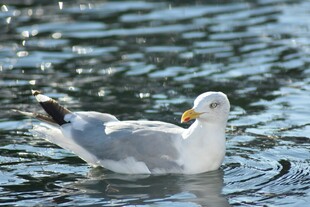 水中畅游的海鸥