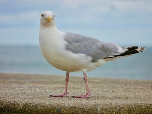 海边站立的灰白海鸥
