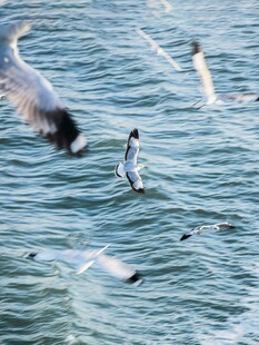 海面上飞翔的灵动海鸥