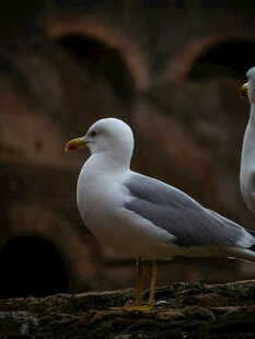 两只海鸥立于岩石之上