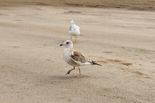 沙滩上漫步的两只海鸥