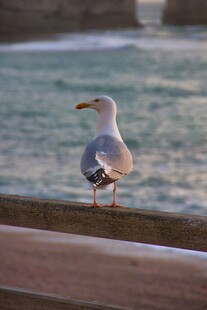 海鸥立于栏杆眺望大海