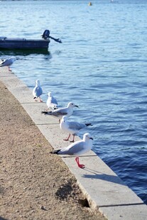 岸边海鸥与人共赏海景
