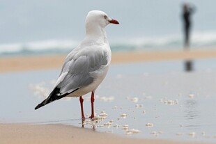 海滩上的单只海鸥