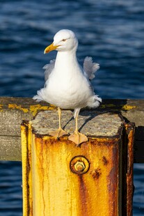海鸥立于锈迹斑斑的桩上