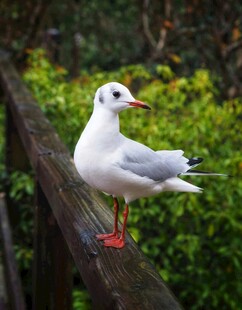 木栏上的白鸟