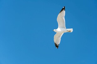 蓝天中翱翔的白色海鸥