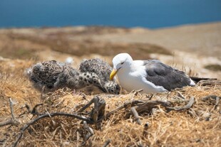 海边鸟巢旁的守护海鸟