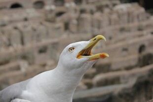 张嘴鸣叫的海鸥
