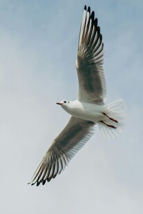 翱翔天际的海鸥