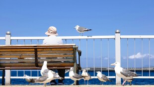 老人坐长椅与海鸥相伴