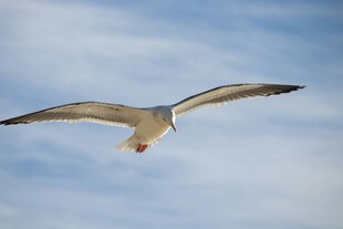 翱翔天际的海鸥