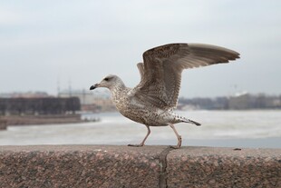 展翅欲飞的海边小海鸥
