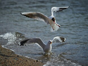 海鸥于水边嬉戏