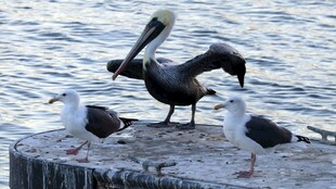 鹈鹕与海鸥立于石墩