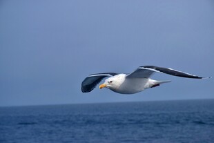 海鸥翱翔于蓝色海面