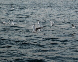 海面上飞翔的一群海鸥