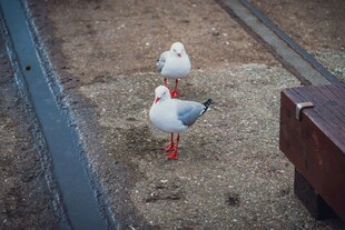 三只红脚白鸟在地面