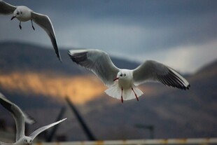 海鸥翱翔于天际