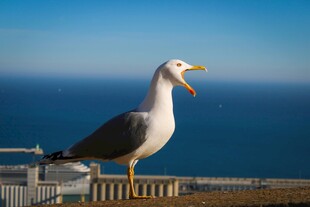 海边张嘴鸣叫的海鸥