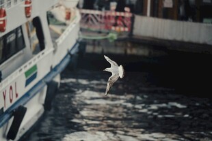 海鸥伴船翔于水面