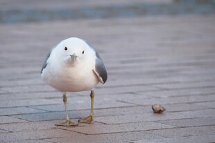 人行道上的孤单海鸥
