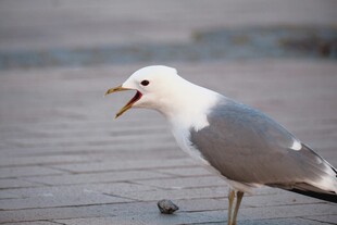 张嘴的海鸥立于地面