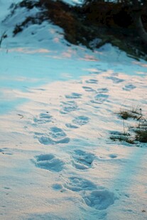 雪地上的串串脚印