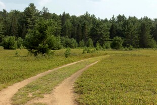 田野间蜿蜒的泥土小路