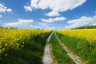 田园小径旁的灿烂油菜花田