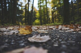 秋景中路面上的落叶