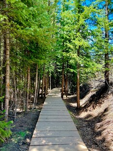 林间木栈道 清新自然景