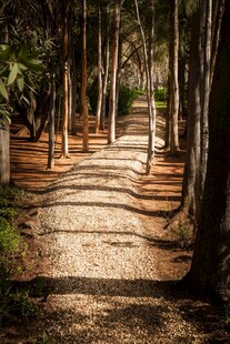 林间幽静步道
