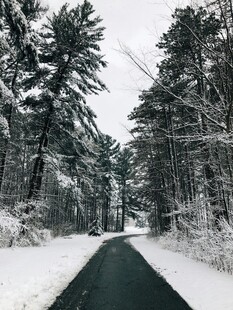 雪覆林间路
