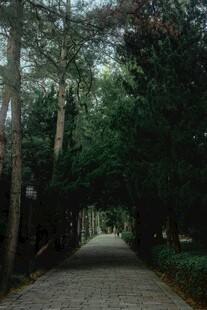 林间幽径