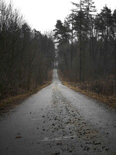 雨后林间湿路